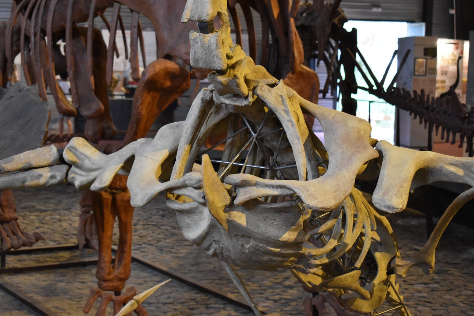 The Discovery That Shocked Paleontology (image credits: wikimedia)