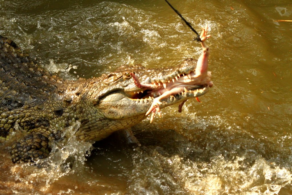 Why Enrichment Matters: Beyond Basic Survival (image credits: wikimedia)