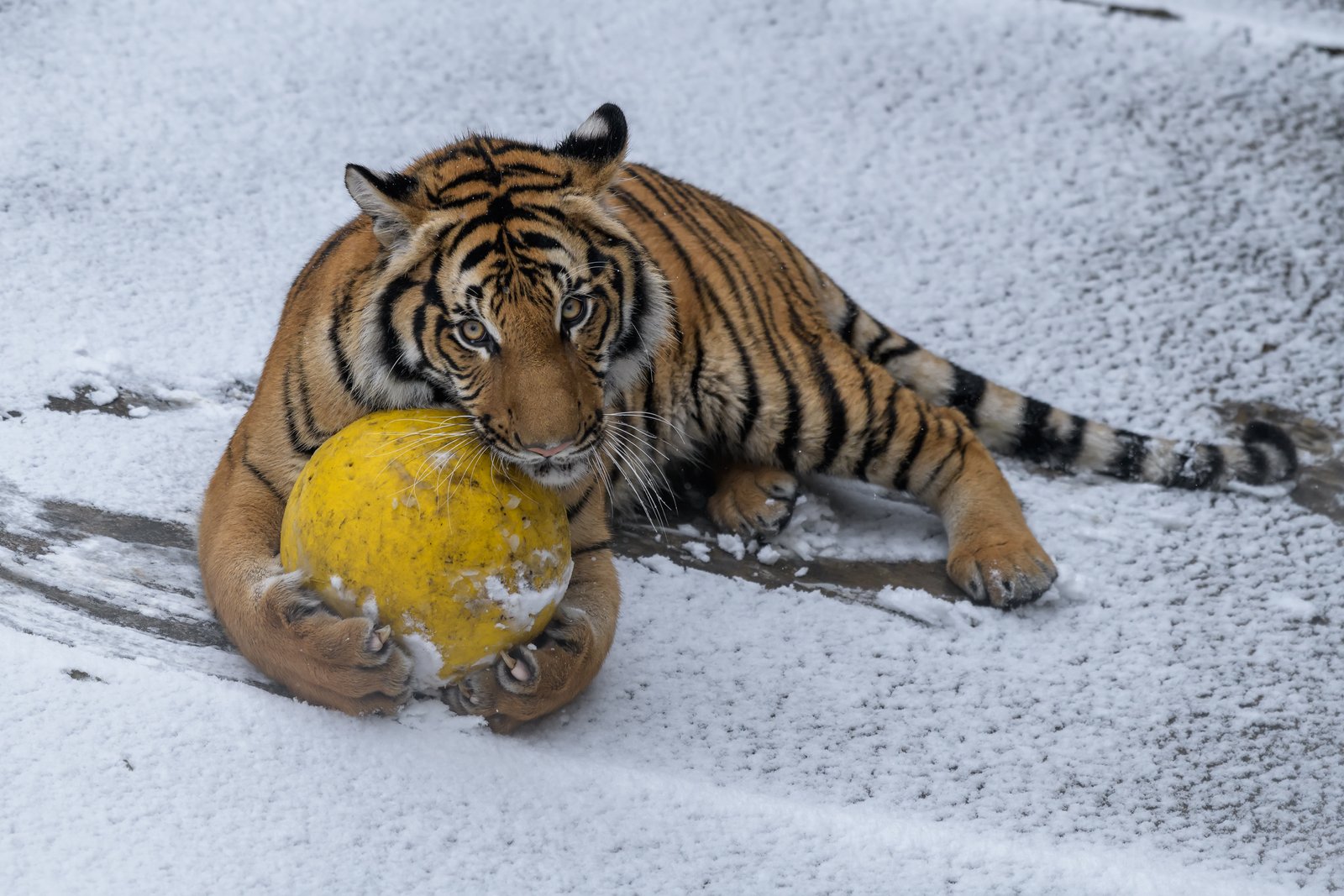 Types of Enrichment: A Multisensory Approach (image credits: wikimedia)
