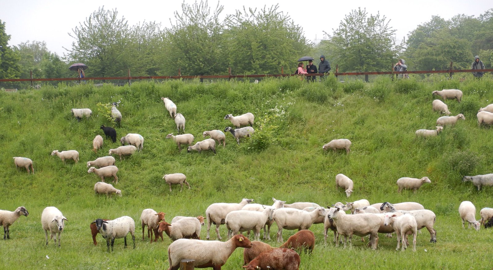 Enrichment for Farm Animals: Improving Welfare on the Homestead (image credits: wikimedia)