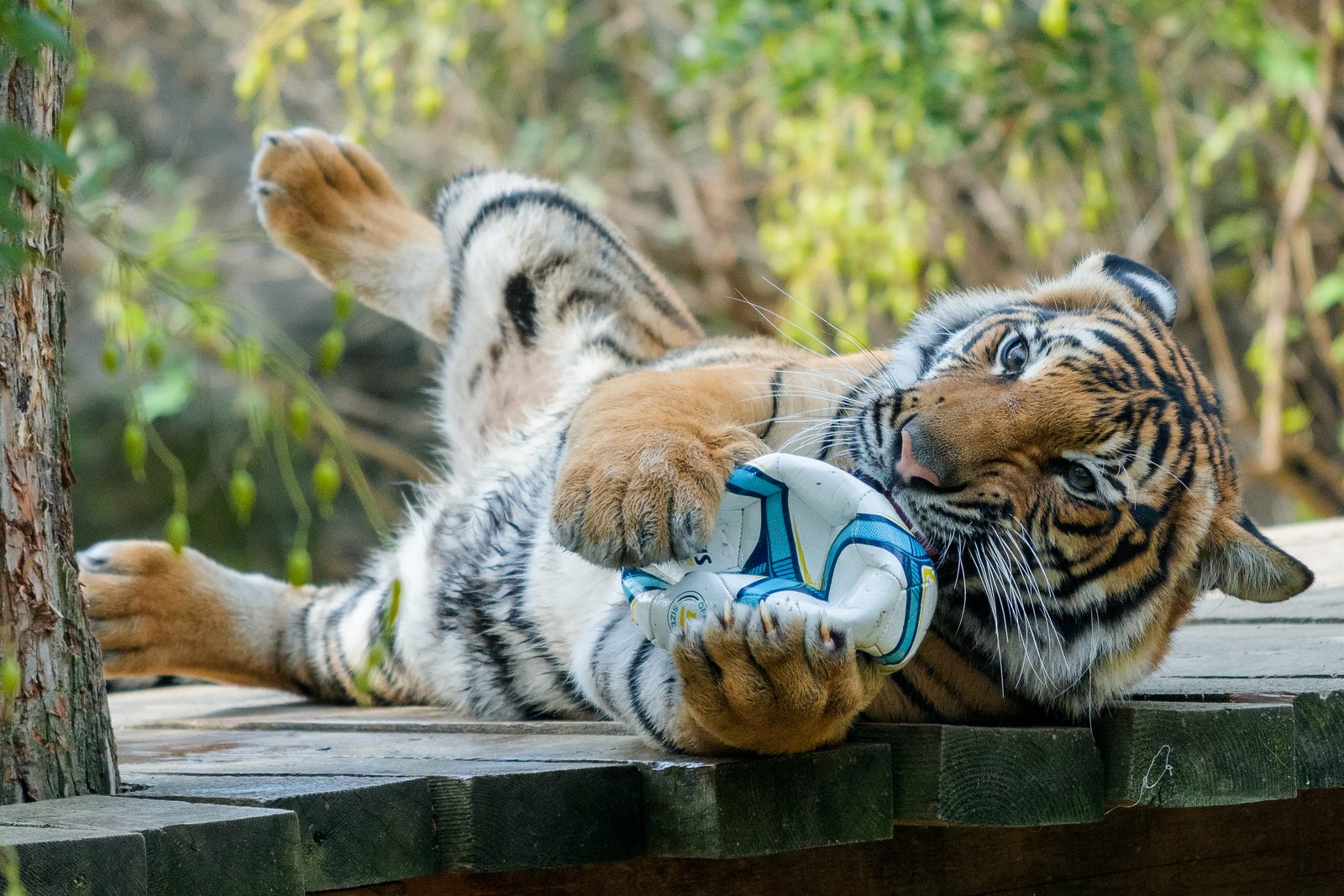 Challenges and Controversies in Animal Enrichment (image credits: wikimedia)
