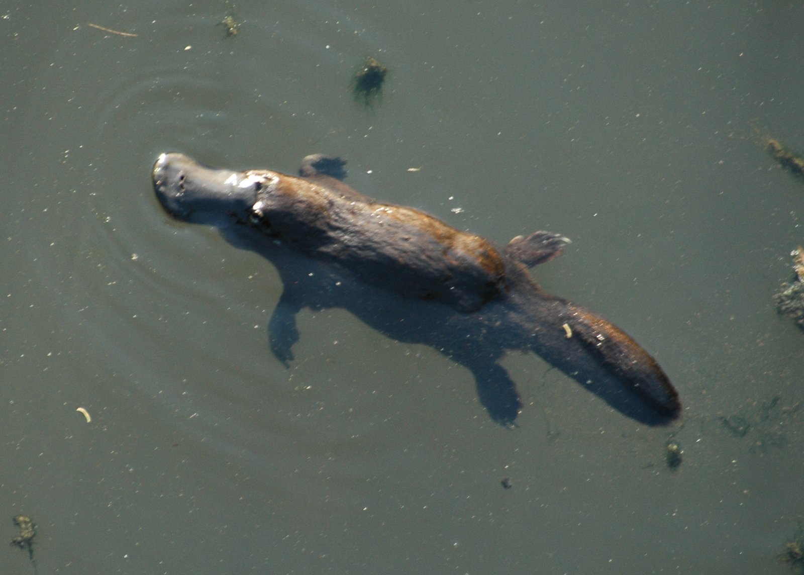 Aquatic Acrobat: Built for Life in Water (image credits: wikimedia)