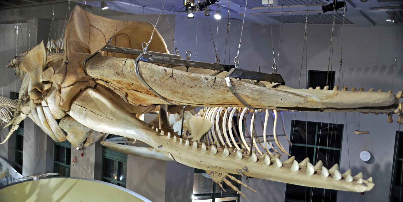 Strange Reproduction: No Nipples, No Problem (image credits: wikimedia)