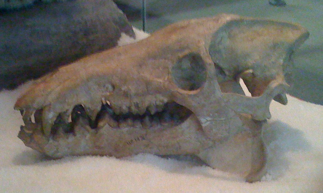 What Were Entelodonts? (image credits: wikimedia)