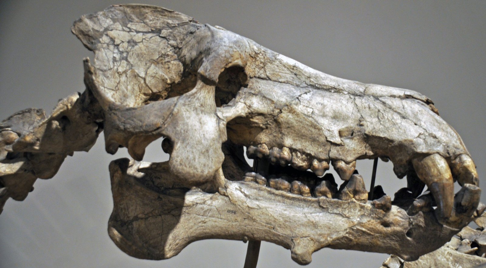 Predators or Scavengers: The Diet Debate (image credits: wikimedia)