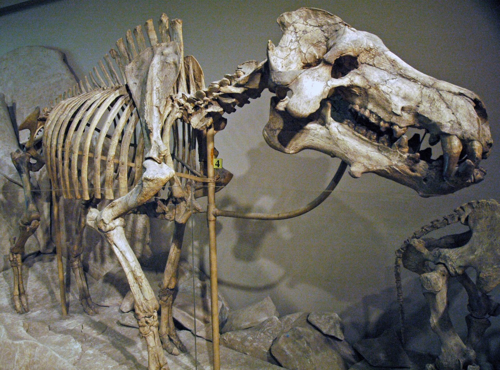 Strange Adaptations and Survival Strategies (image credits: wikimedia)