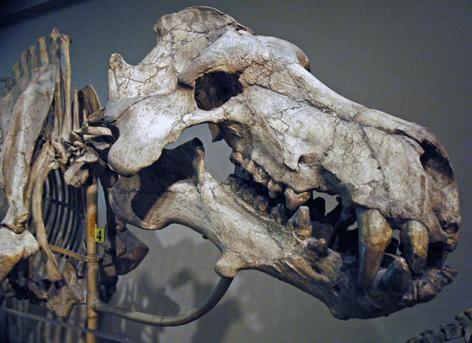 The Legacy of Hell Pigs in Modern Science (image credits: wikimedia)