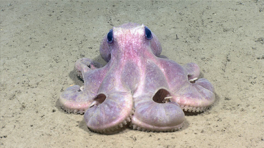 Comparing Octopus Intelligence to Mammals and Birds (image credits: wikimedia)