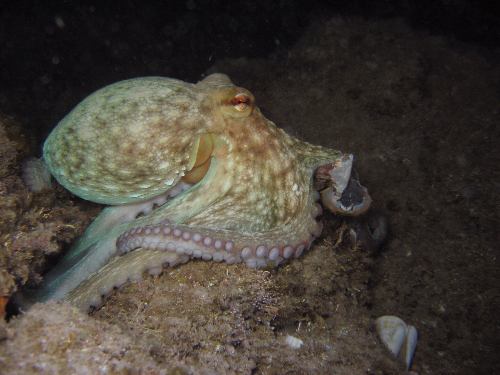 What Octopuses Teach Us About the Nature of Intelligence (image credits: wikimedia)