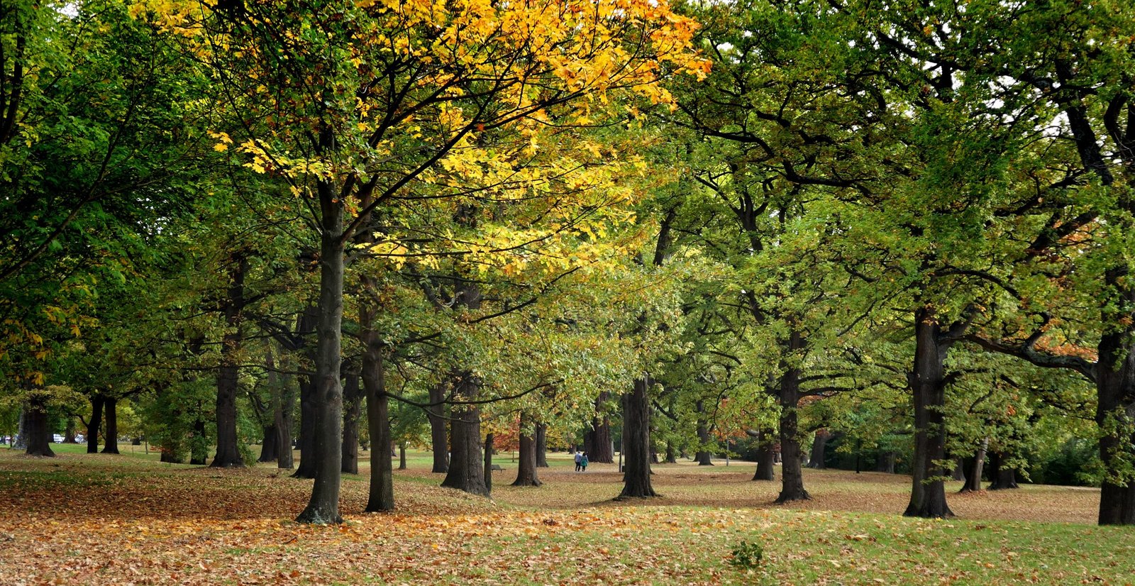 Nature’s Calendar: Phenological Vocabulary (image credits: wikimedia)