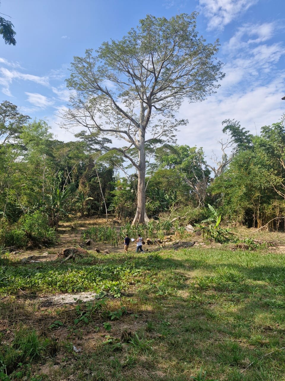 Plant Names and Ethnobotany (image credits: wikimedia)