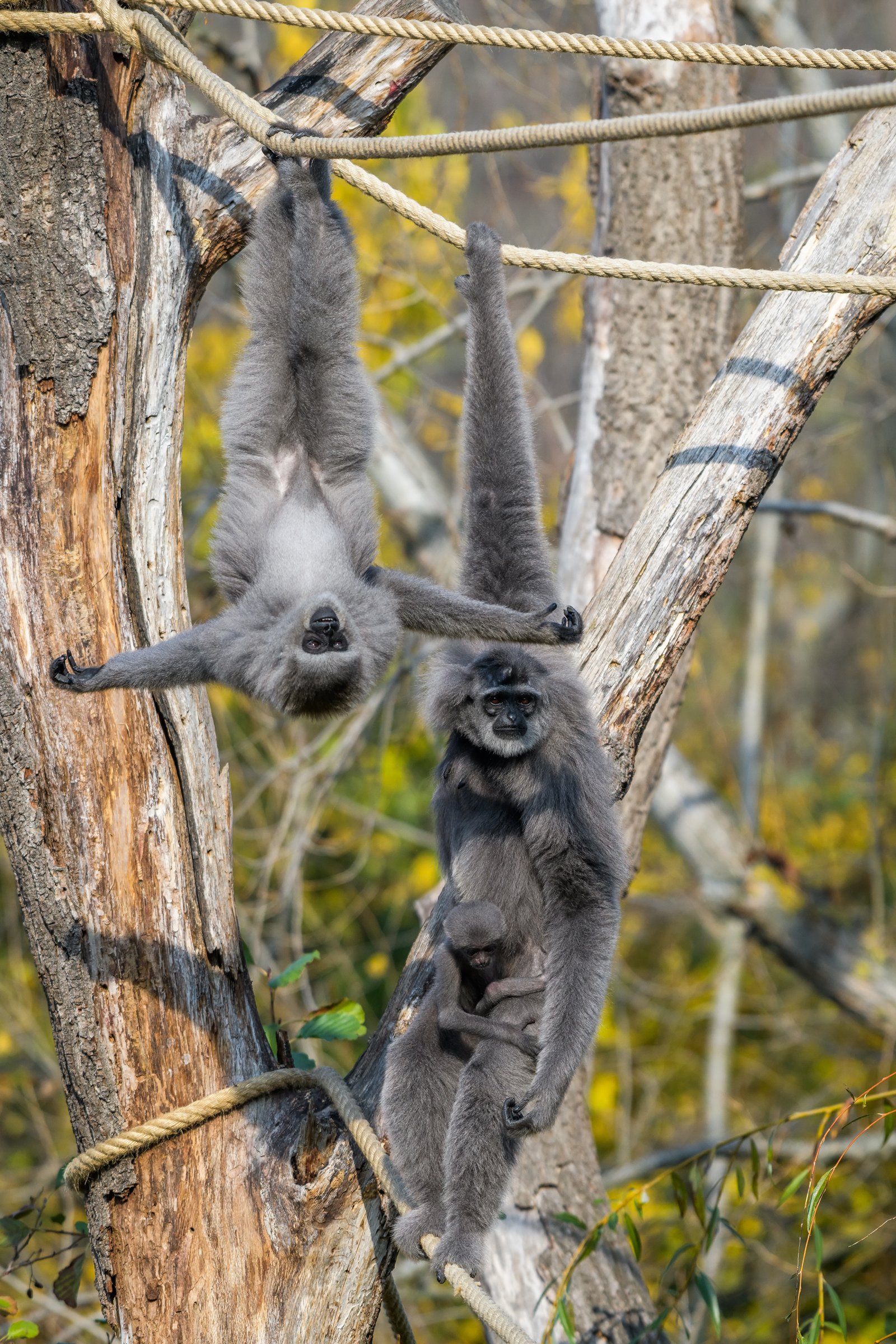 Woodland Park Zoo: Prioritizing Mental Stimulation (image credits: wikimedia)