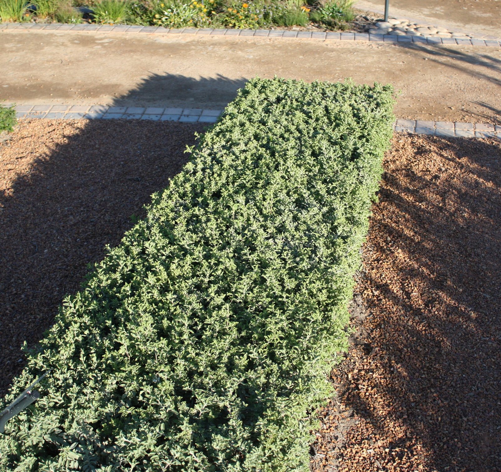 Modern Revivals: Reclaiming Heritage Through Gardening (image credits: wikimedia)
