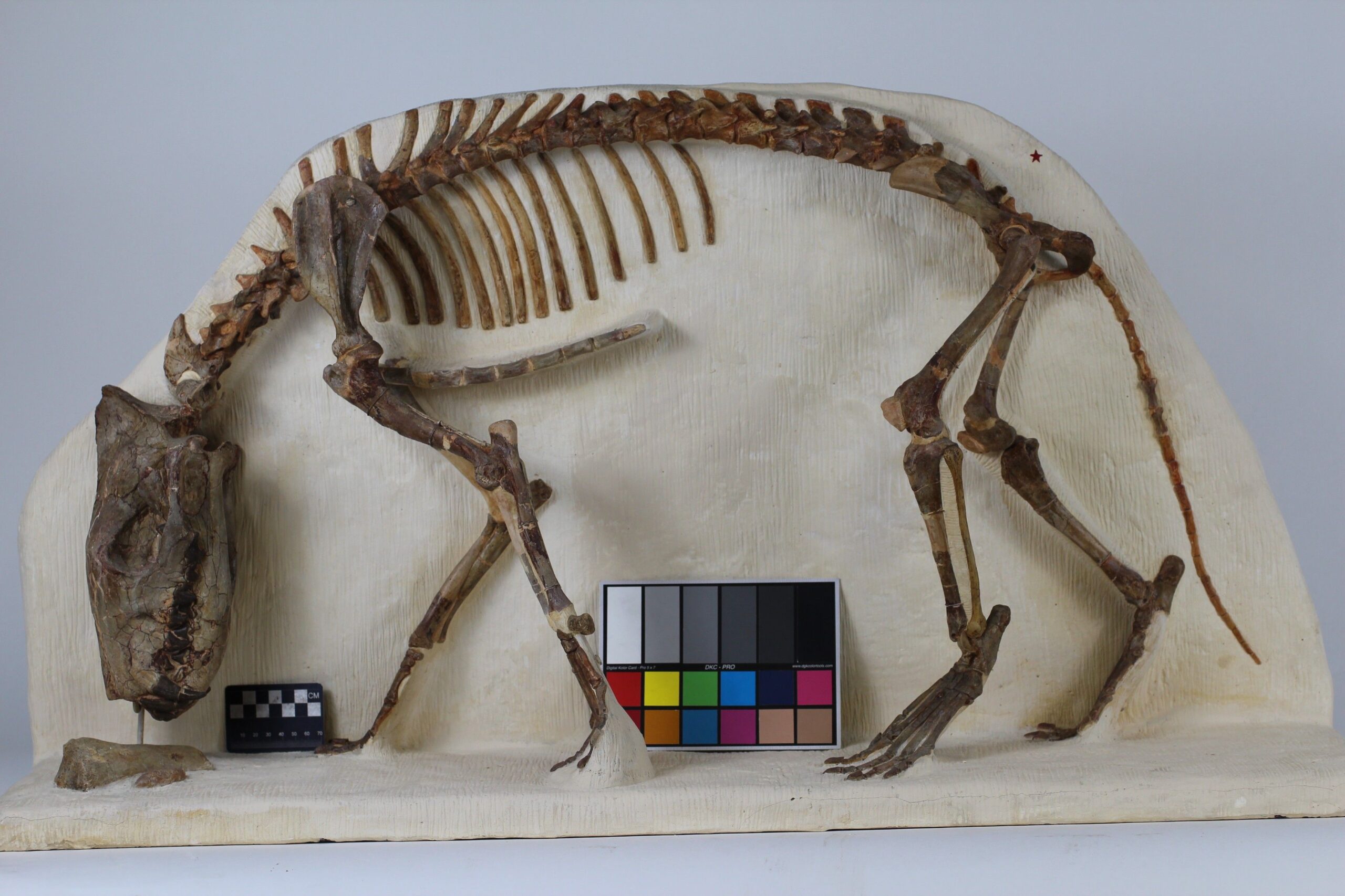 Hyaenodon: The Tooth-Titan of the Eocene Epoch