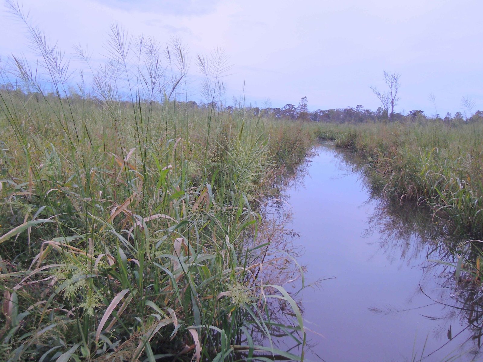 Threats to Manoomin: Environmental and Human Pressures (image credits: wikimedia)