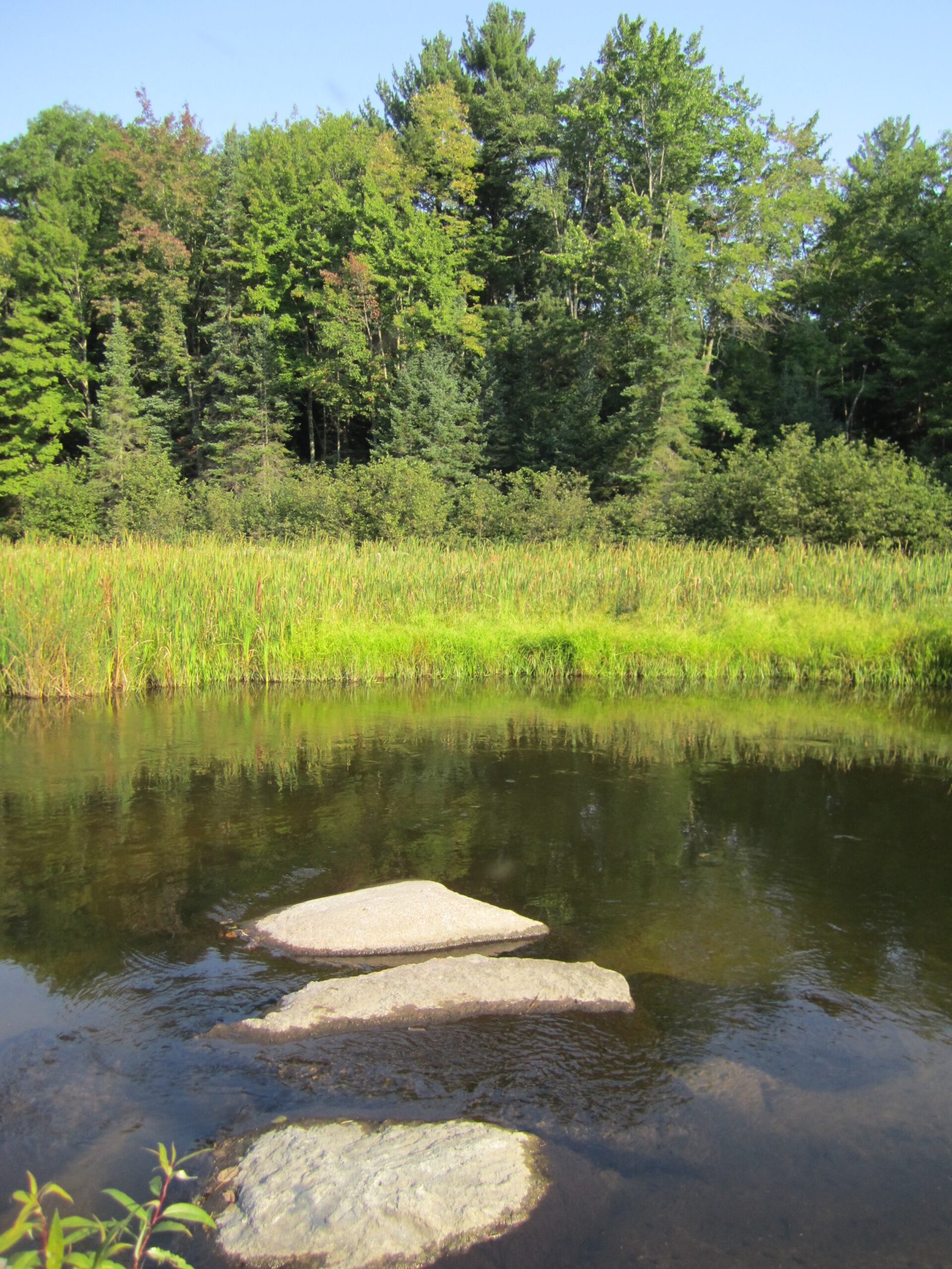 Water Gardens in Practice: Modern Revivals (image credits: wikimedia)