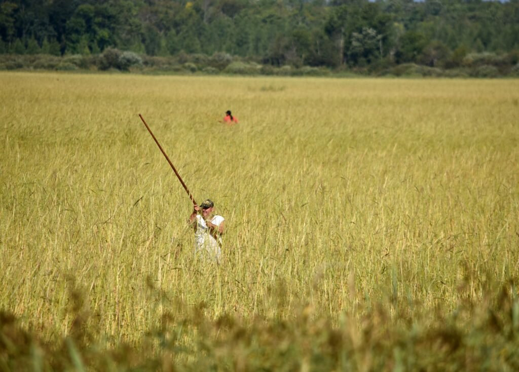 Ojibwe Wild Rice and Water Gardens in the Great Lakes Region