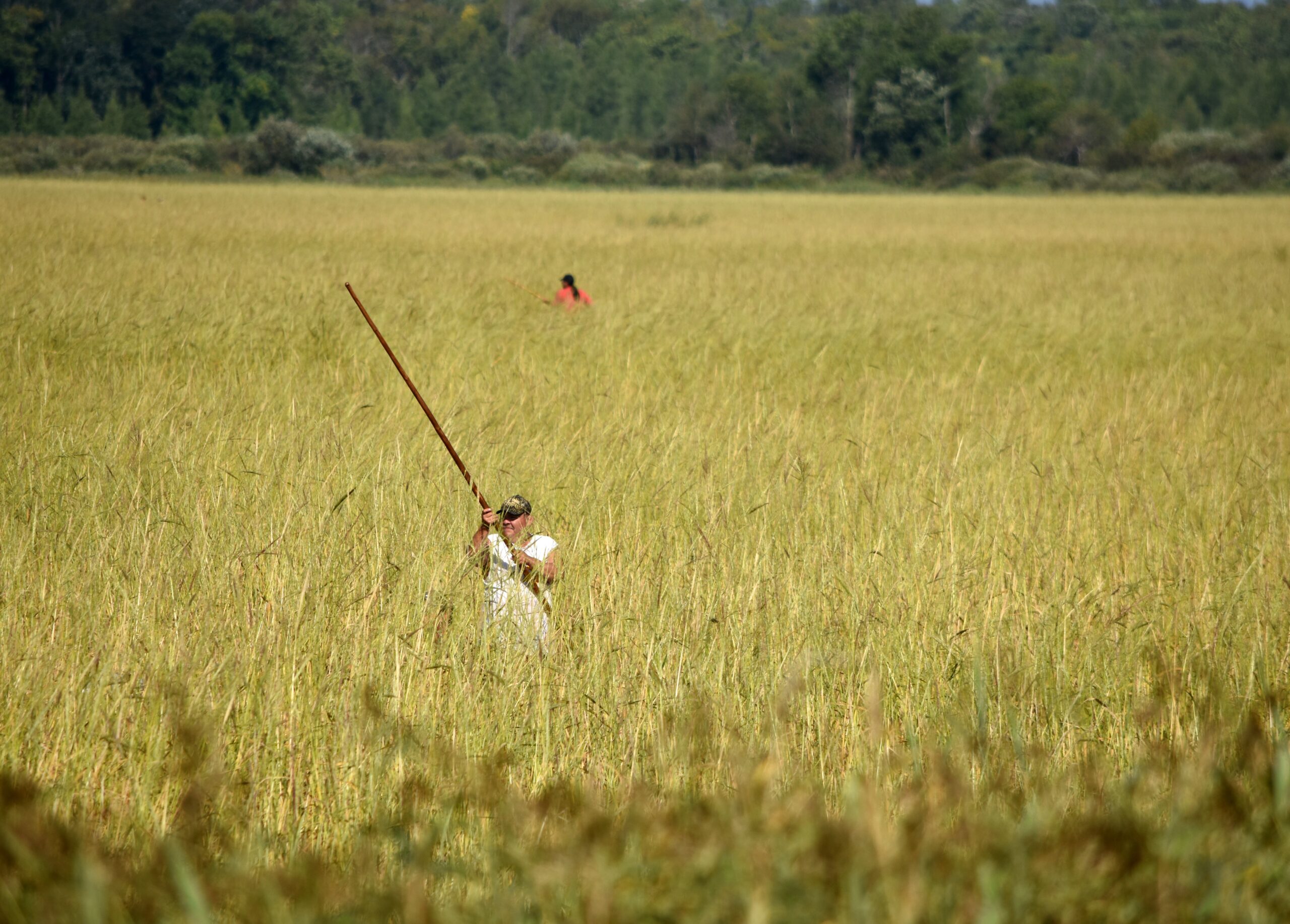 Ojibwe Wild Rice and Water Gardens in the Great Lakes Region