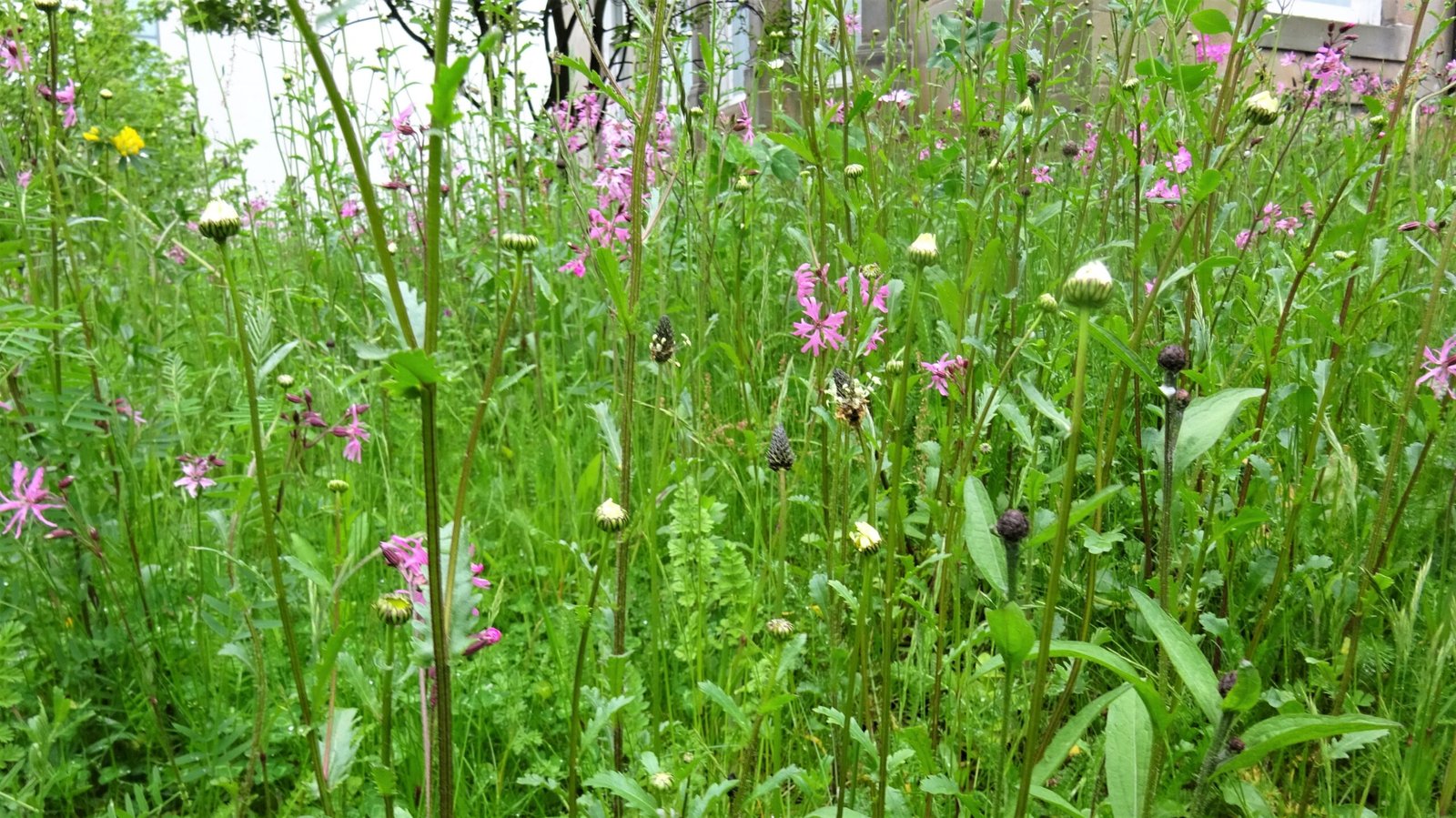 The Disappearance of England’s Wildflowers (image credits: wikimedia)