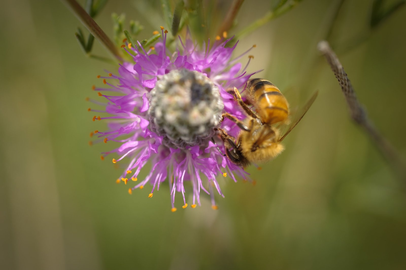 The Return of Pollinators and Wildlife (image credits: wikimedia)