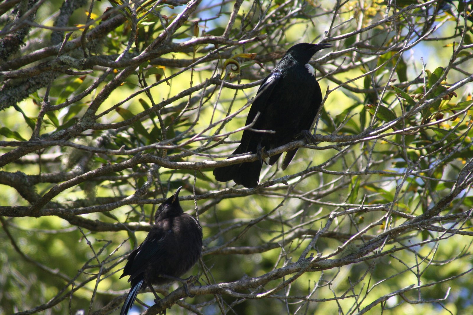 The Unique World of New Zealand Songbirds (image credits: wikimedia)