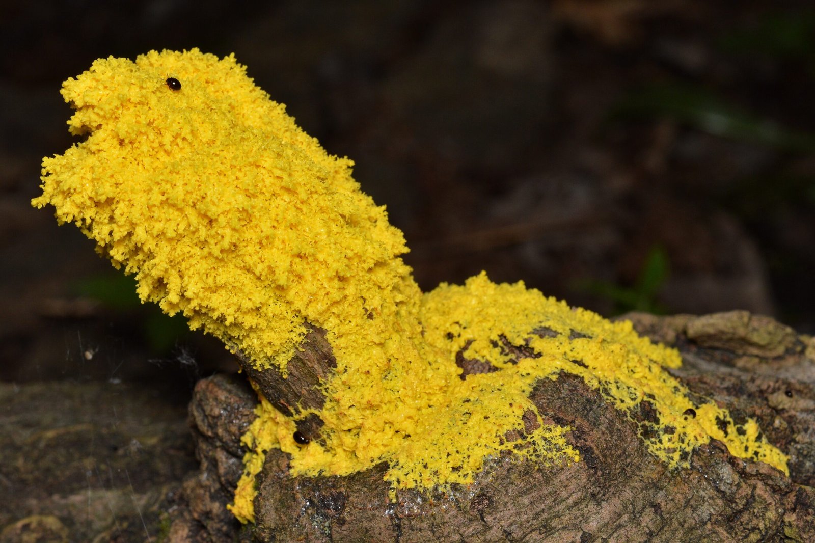 What Exactly Are Slime Molds? (image credits: wikimedia)