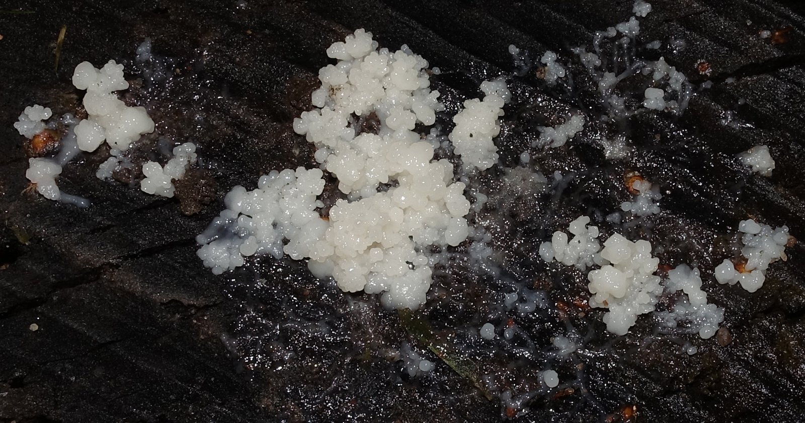 Inspiring Technology and Algorithms (image credits: wikimedia)