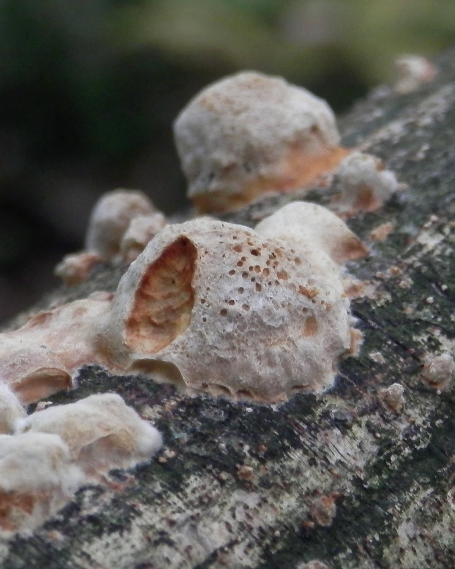 Slime Molds in the Wild: Nature’s Network Builders (image credits: wikimedia)