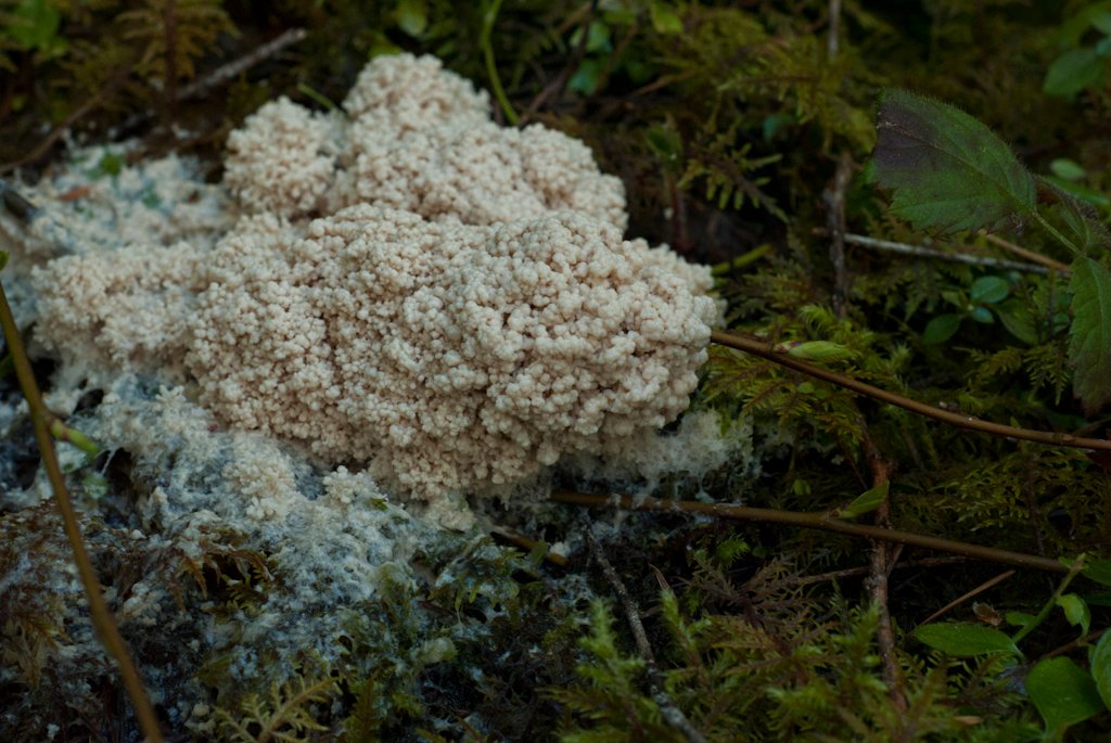 The Beauty of Simplicity (image credits: wikimedia)