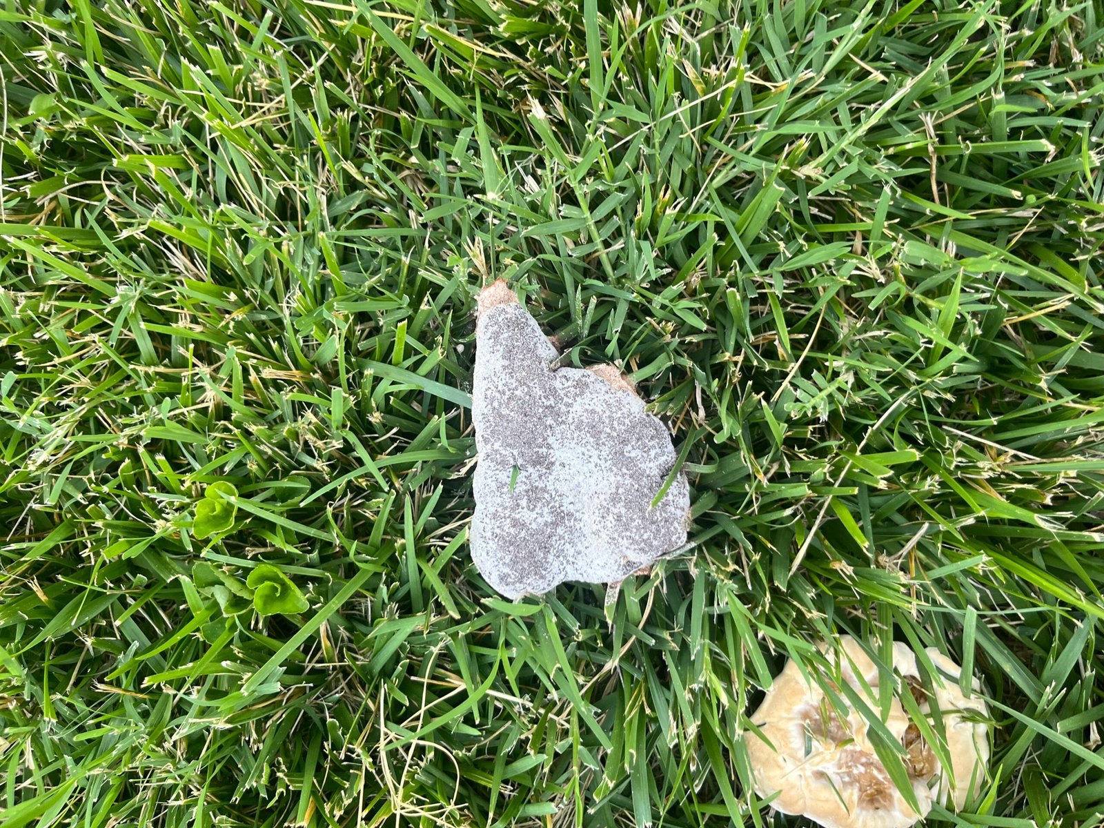 The Future of Slime Mold Research (image credits: wikimedia)