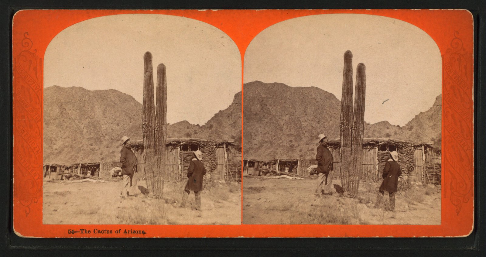 The Legal Framework: Arizona’s Strict Cactus Laws (image credits: wikimedia)