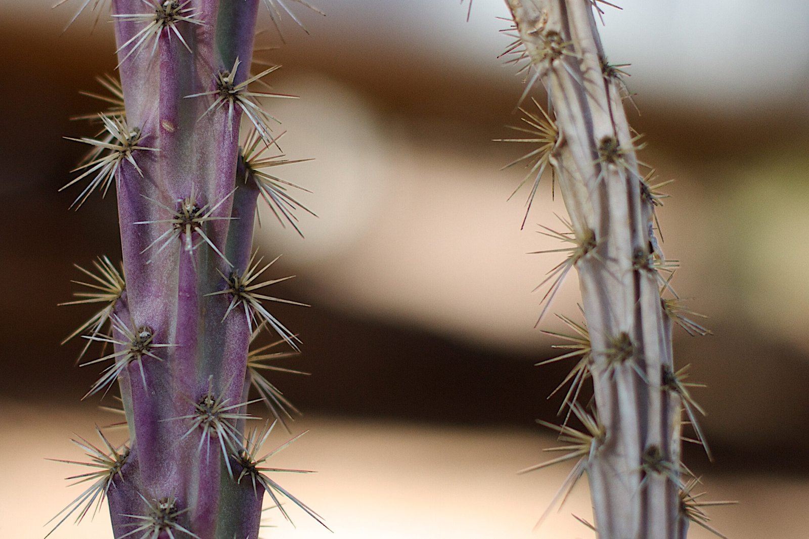 The Science of Cactus Relocation (image credits: wikimedia)