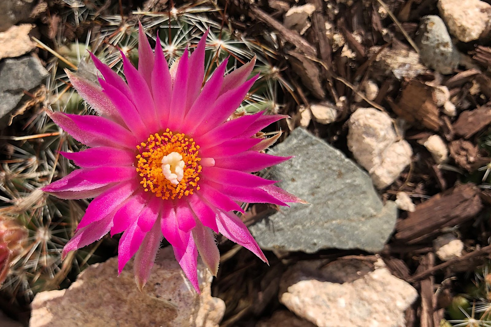 Education and Public Awareness: Changing Minds, Saving Cacti (image credits: wikimedia)