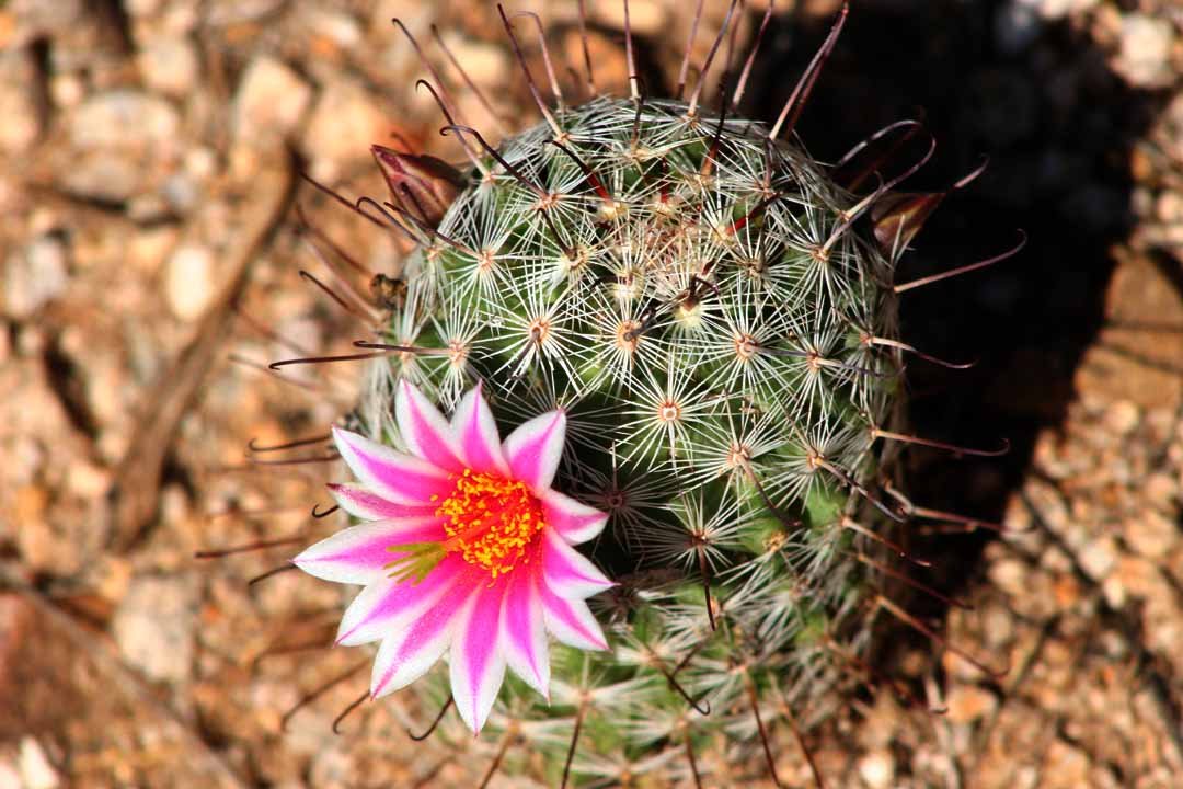 What’s at Stake: More Than Just Plants (image credits: wikimedia)