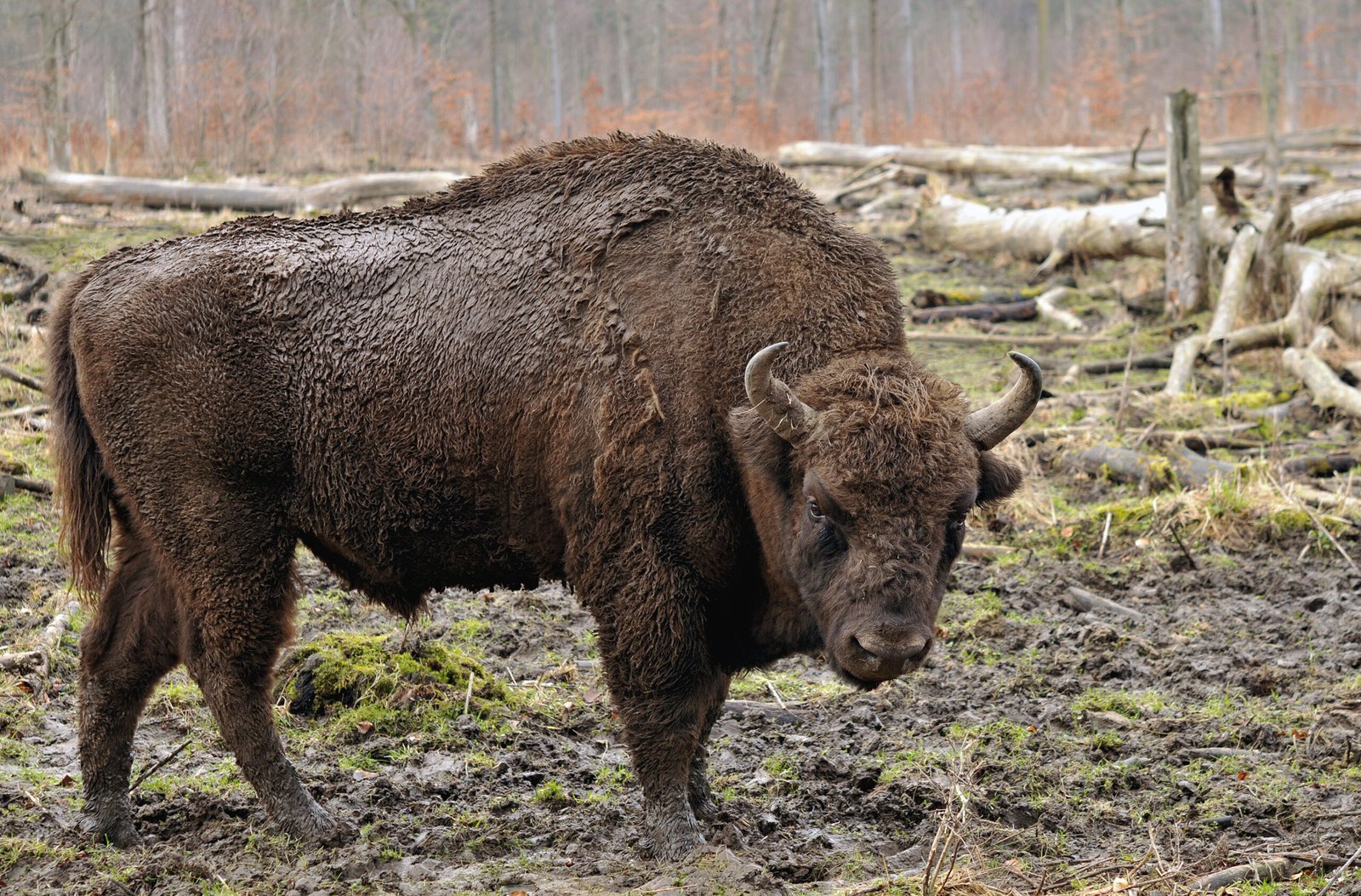 The Last Free-Ranging Bison Herd (image credits: wikimedia)