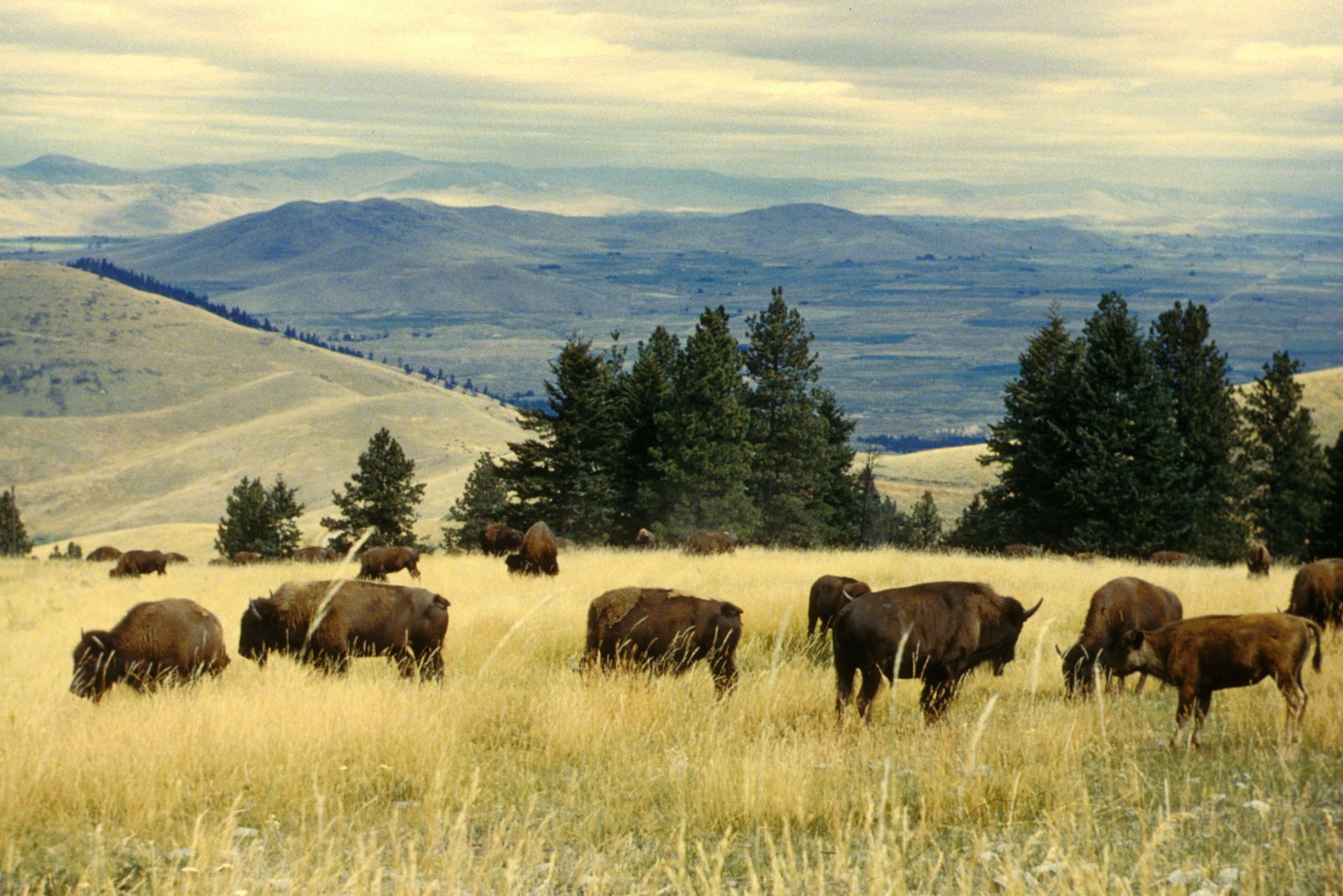 Historic Near-Extinction and Recovery (image credits: wikimedia)