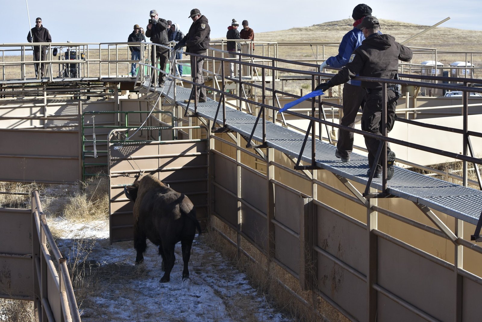 Bison Culling: Necessary Evil or Outdated Practice? (image credits: wikimedia)
