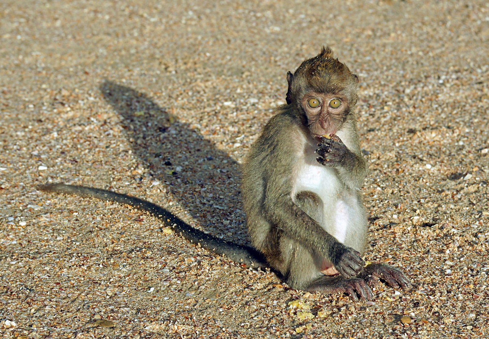 A Surprising Neighbor: The Long-Tailed Macaques (image credits: wikimedia)