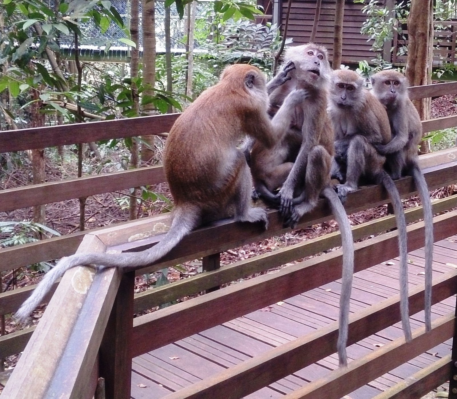 Monkeys and Modernity: A Tale of Two Worlds (image credits: wikimedia)