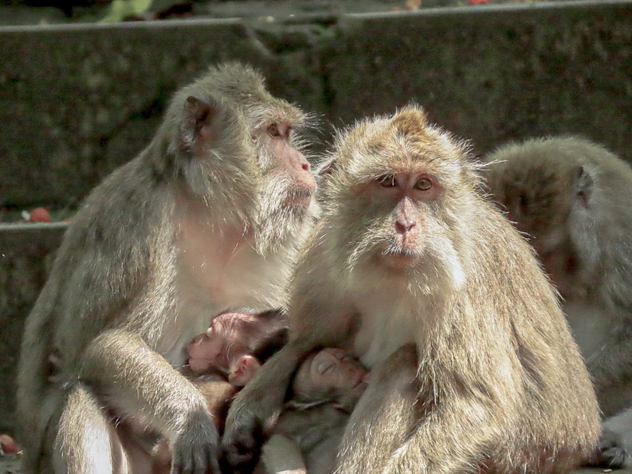Social Lives in the Canopy: Monkey Hierarchies and Dynamics (image credits: wikimedia)