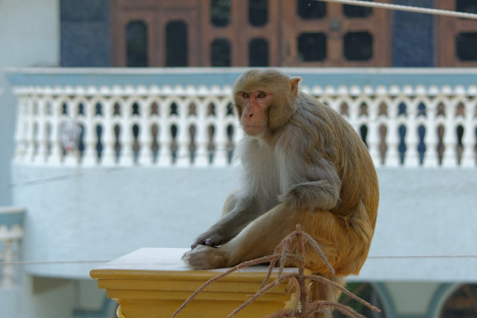 The Science of Urban Wildlife: Studying MacRitchie’s Monkeys (image credits: wikimedia)