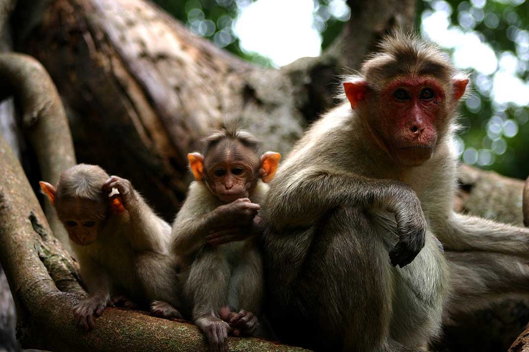 Respecting Wildness: How Visitors Can Make a Difference (image credits: wikimedia)