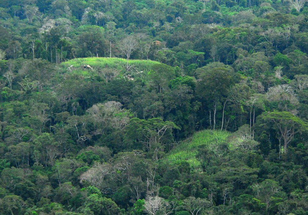 Uncovering the Lost Forest Cities of the Amazon: Was There an Ancient Civilization in the Jungle?