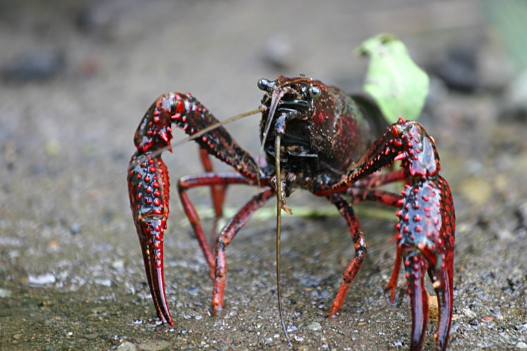 Invasive Crawfish: Uninvited Guests (image credits: wikimedia)