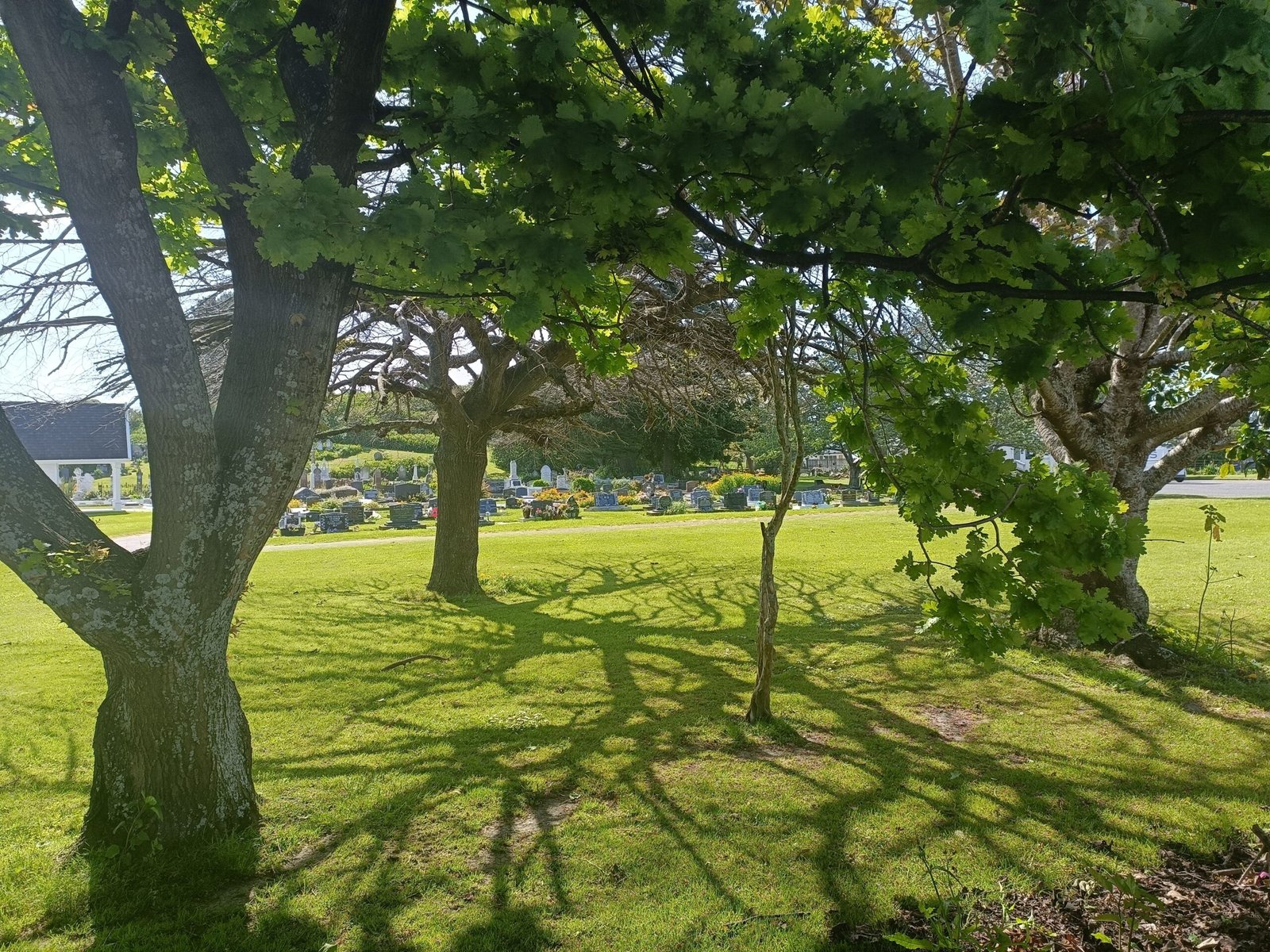 Wāhi Tapu: Sacred Sites and Their Ecological Role (image credits: wikimedia)