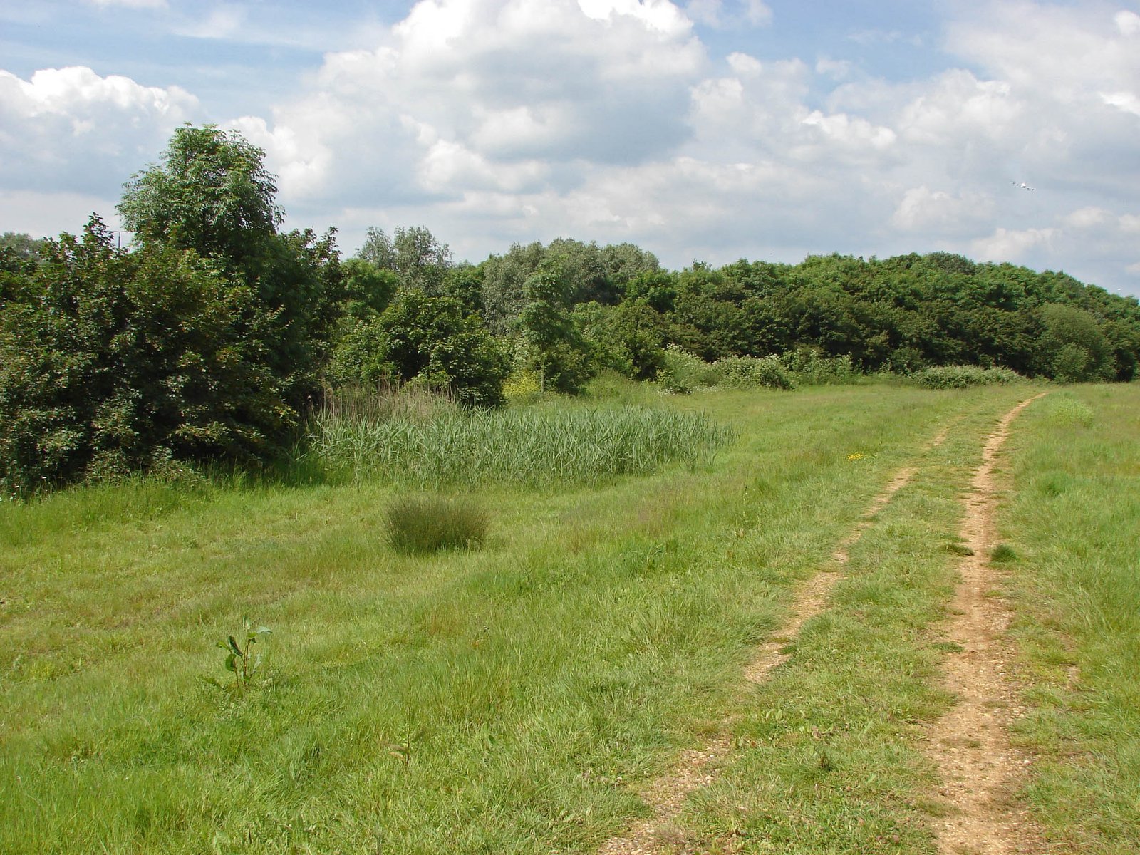 Enhancing Biodiversity Knowledge (image credits: wikimedia)
