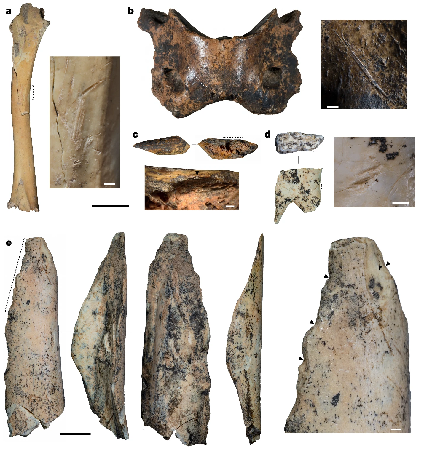 Denisovan Tools and Culture: More Than Mere Survivors (image credits: wikimedia)