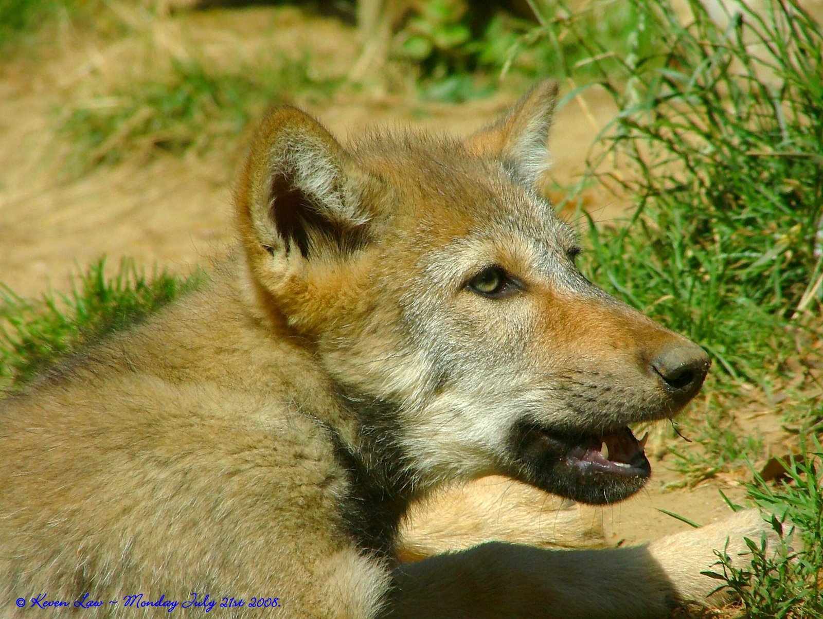 The Modern Zoo: From Animal Exhibits to Conservation Powerhouses (image credits: wikimedia)