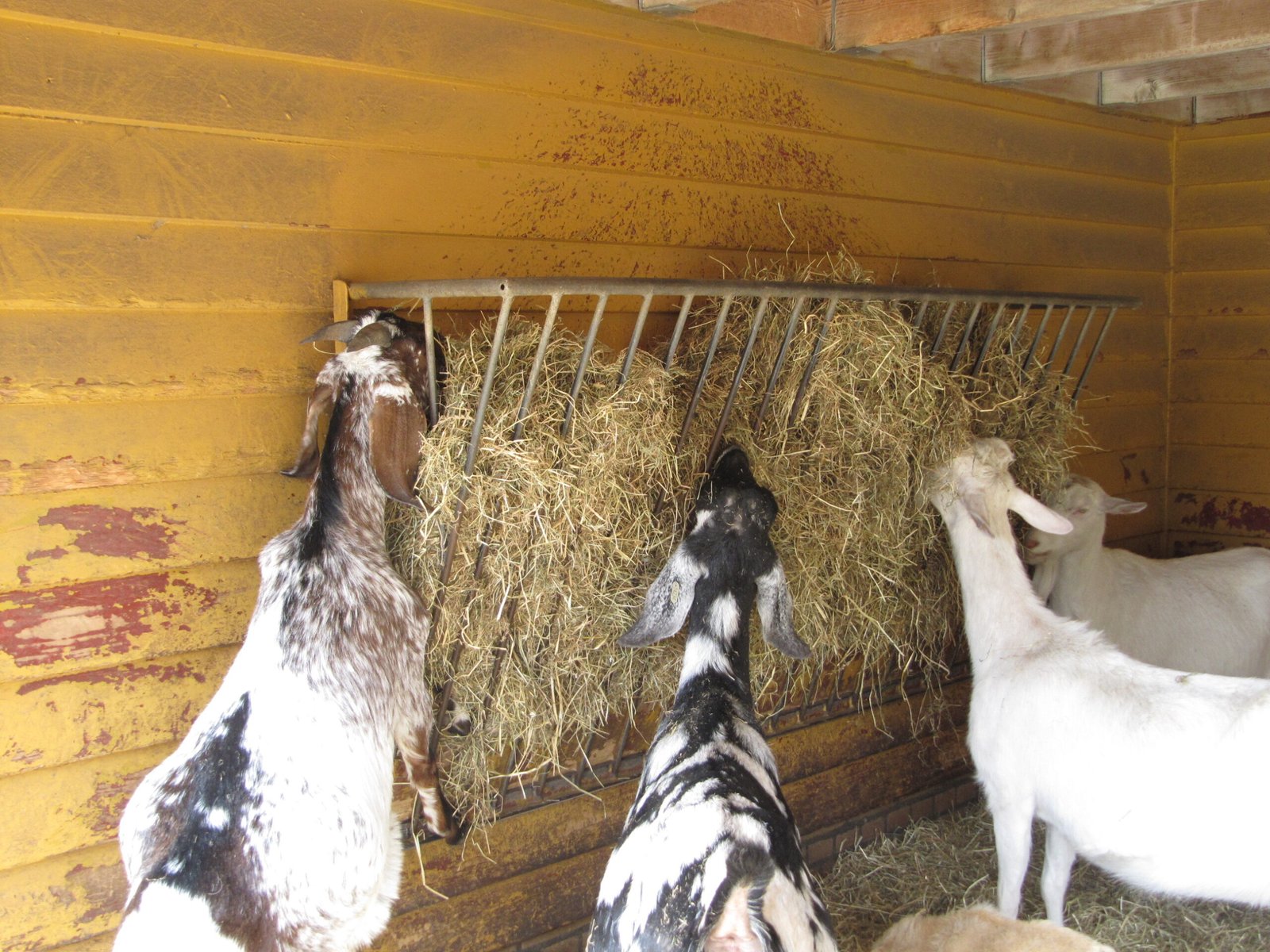 Robotic Enrichment: Technology Meets Animal Welfare (image credits: wikimedia)