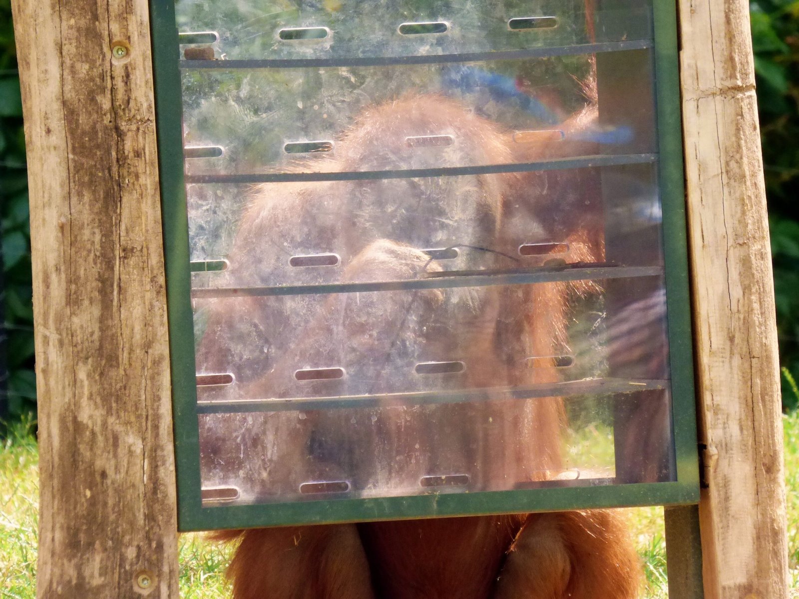 Enrichment Evolution: Beyond the Traditional Toys (image credits: wikimedia)